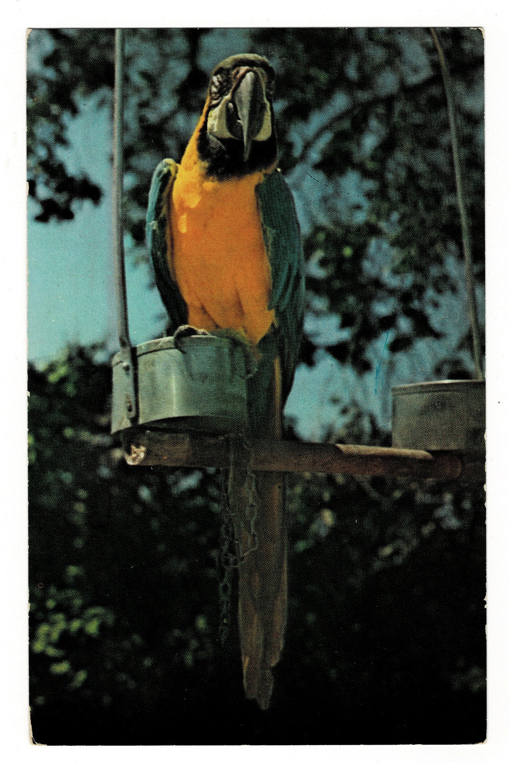 Macaw, Benson Wild Animal Farm Hudson, New Hampshire Vintage Postcard.