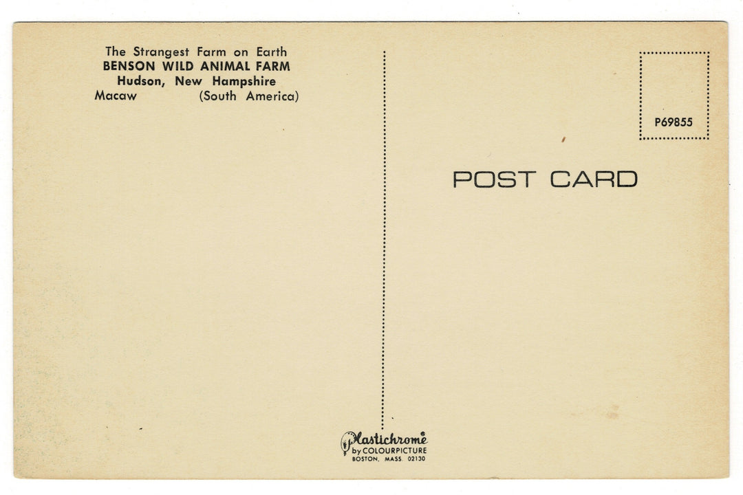 Macaw, SBenson Wild Animal Farm, Hudson, New Hampshire Vintage Postcard, back view.