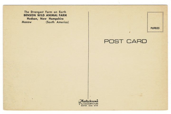 Macaw, SBenson Wild Animal Farm, Hudson, New Hampshire Vintage Postcard, back view.