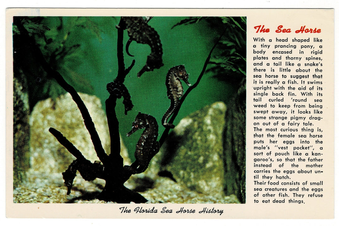 1961 Florida Seahorses Vintage Postcard.