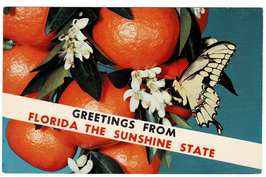 1960s Giant Swallowtail on Florida Citrus Vintage Postcard.