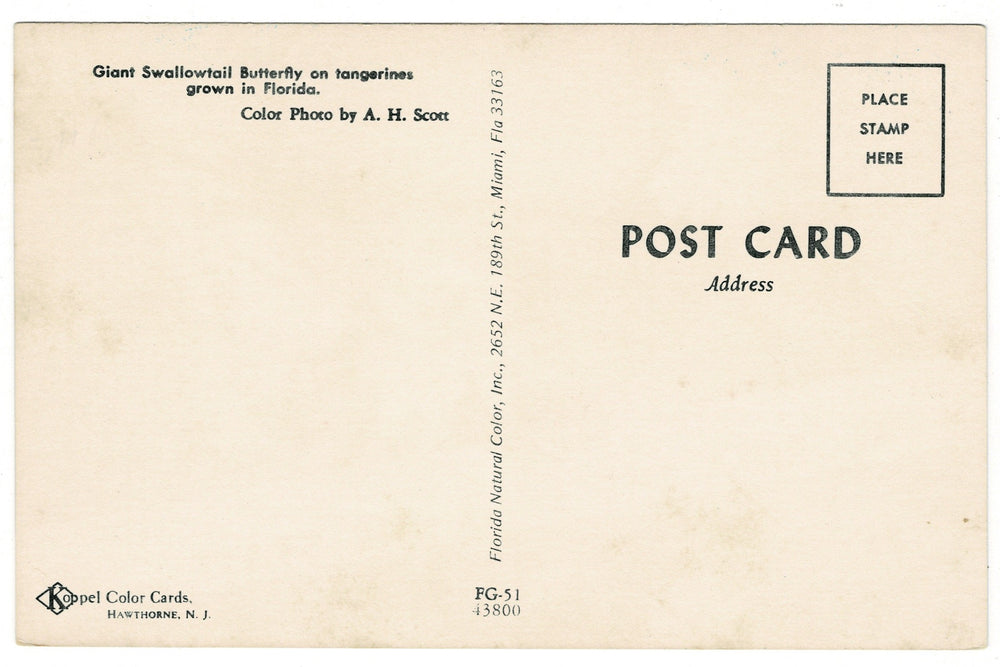 1960s Giant Swallowtail on Florida Citrus Vintage Postcard, back.