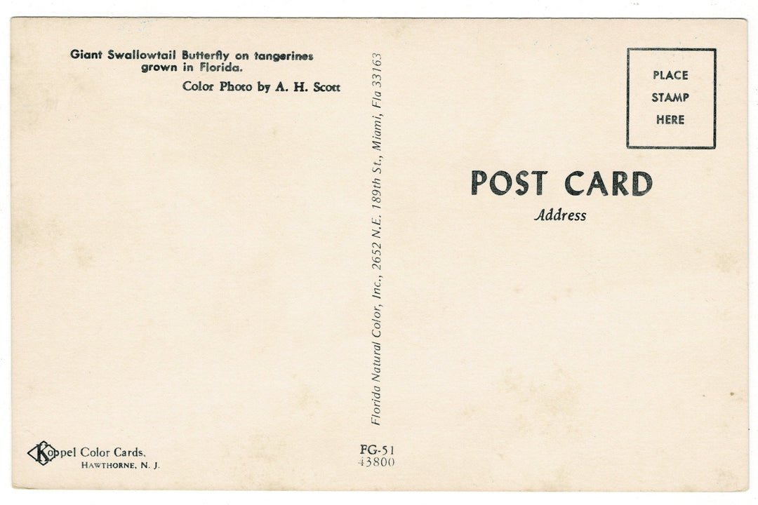 1960s Giant Swallowtail on Florida Citrus Vintage Postcard, back.