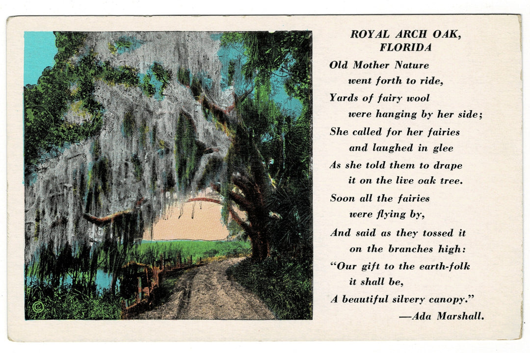 1930 Spanish Moss Royal Arch Oak Ormond Beach Florida Vintage Postcard.