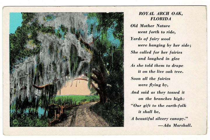 1930 Spanish Moss Royal Arch Oak Ormond Beach Florida Vintage Postcard.