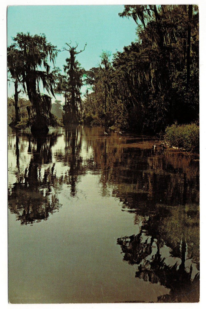 1970s Cypress Reflections at Wakulla Springs, Florida Vintage Postcard.