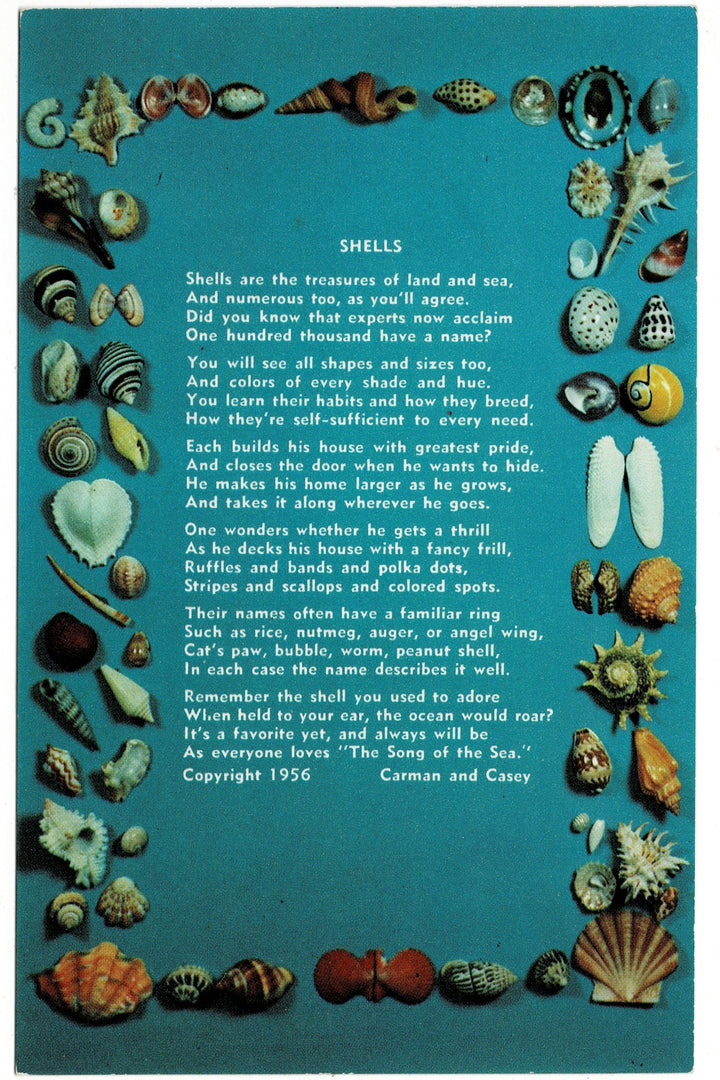  1956 Treasures of Land and Sea Shells Vintage Postcard.