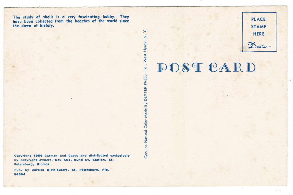  1956 Treasures of Land and Sea Shells Vintage Postcard.