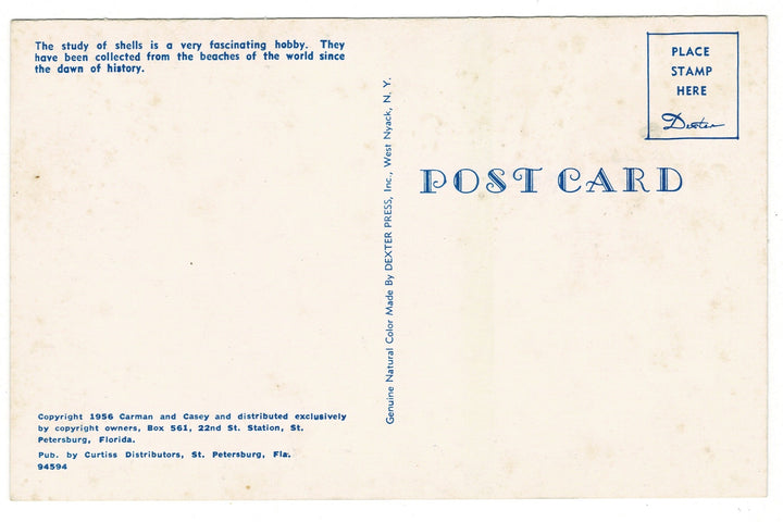  1956 Treasures of Land and Sea Shells Vintage Postcard.