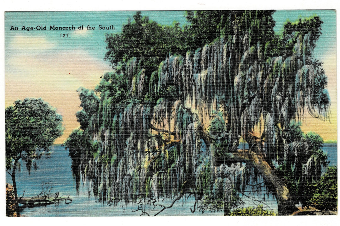 1940s Southern Live Oak Draped in Spanish Moss Vintage Postcard.