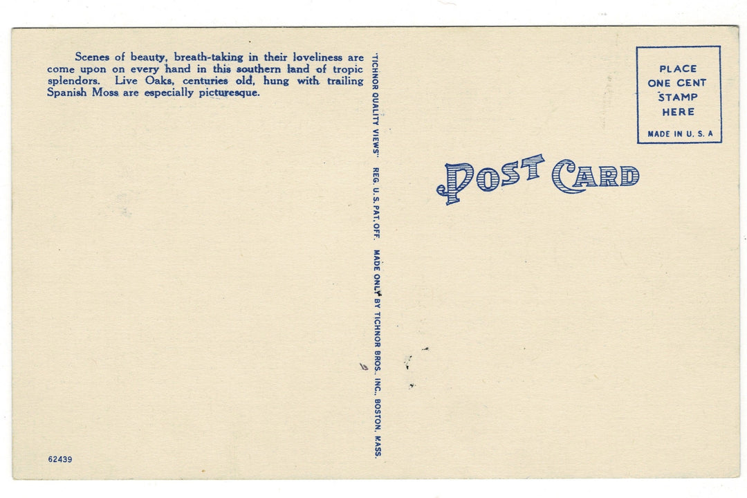 1940s Southern Live Oak Draped in Spanish Moss Vintage Postcard.