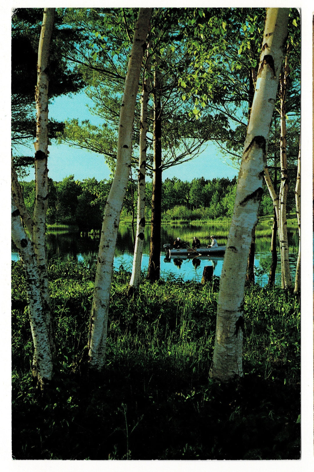  1980 Wisconsin Lake, Birch-Lined Shores, Fishing Vintage Postcard.