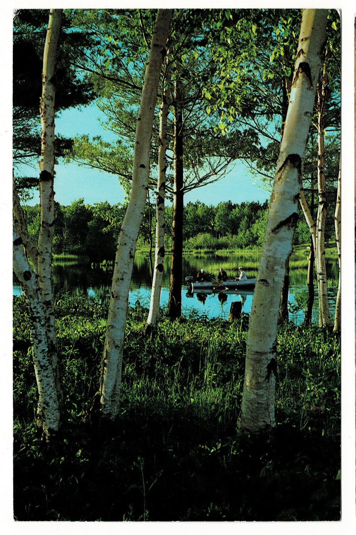  1980 Wisconsin Lake, Birch-Lined Shores, Fishing Vintage Postcard.
