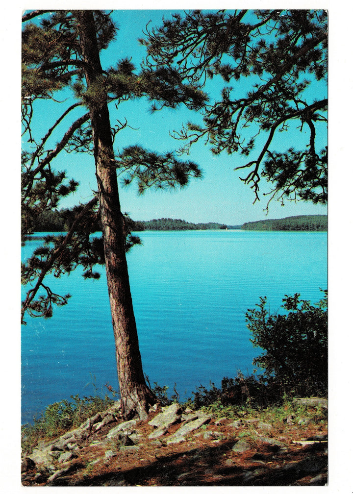  1980s Norway Pines of the Lake Country, Wisconsin Vintage Postcard.