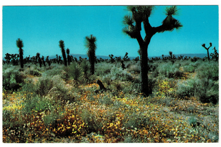 1959 Springtime High Desert Palm Springs California Vintage Postcard.