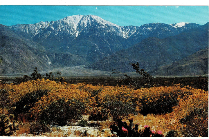 1950 Desert Wild Flowers Mount San Jacinto California Vintage Postcard.