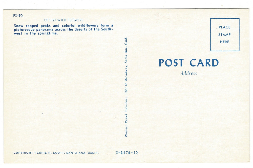 1950 Desert Wild Flowers Mount San Jacinto California Vintage Postcard.