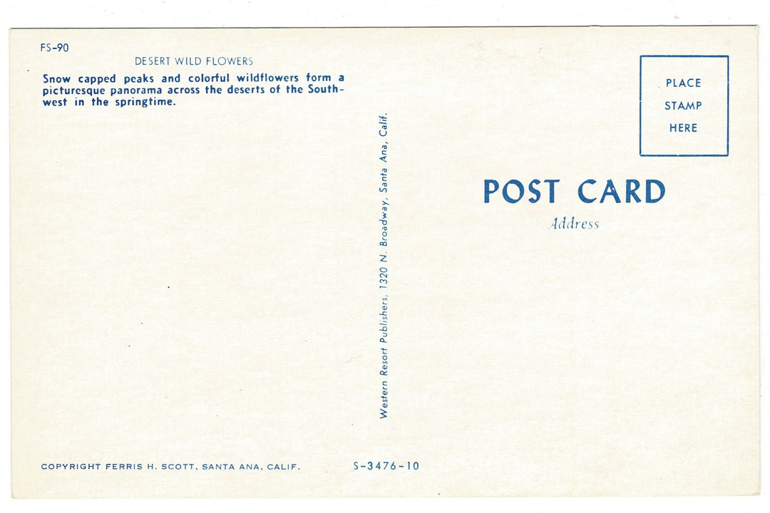 1950 Desert Wild Flowers Mount San Jacinto California Vintage Postcard.