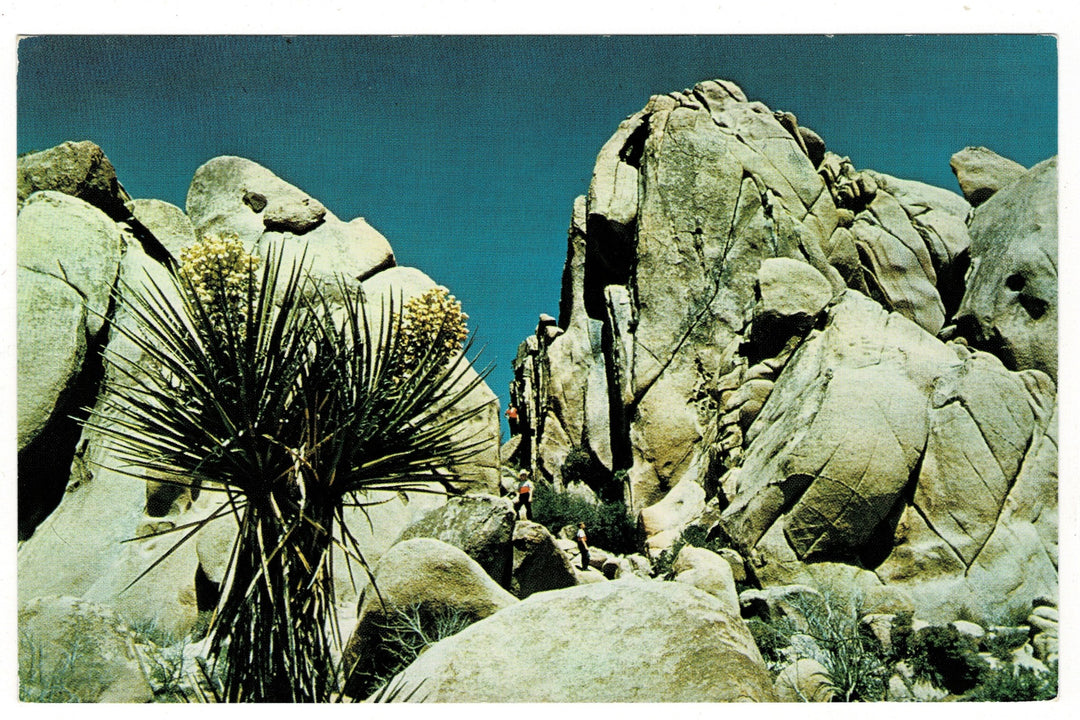 1950s Joshua Tree Nat'l Monument Twentynine Palms CA Vintage Postcard.