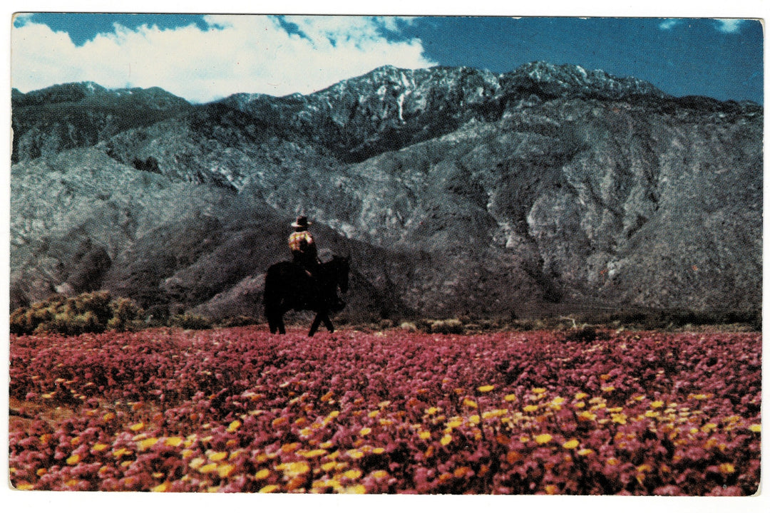 1940 Verbenas Desert Daisies San Jacinto Mountains CA Vintage Postcard.