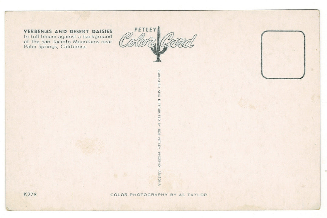 1940 Verbenas Desert Daisies San Jacinto Mountains CA Vintage Postcard.
