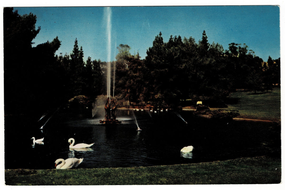1950s Duck Pool Forest Lawn Park Glendale California Vintage Postcard.