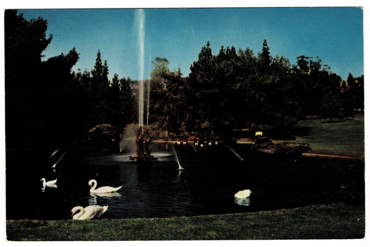 1950s Duck Pool Forest Lawn Park Glendale California Vintage Postcard.