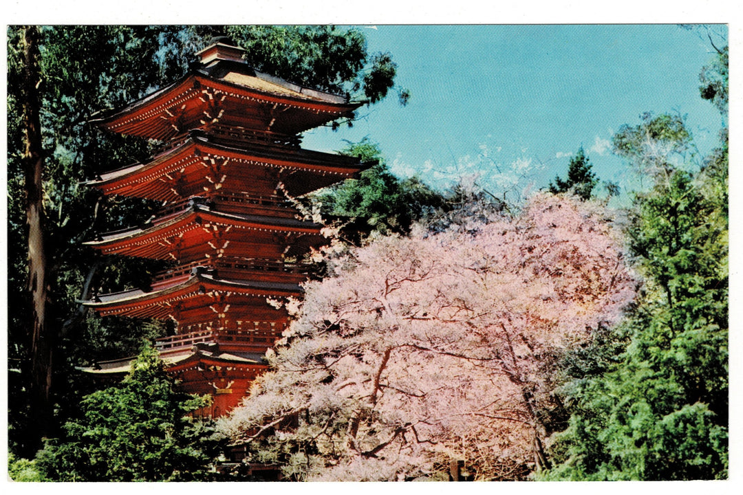 1950s Japanese Tea Garden, San Francisco, California Vintage Postcard.