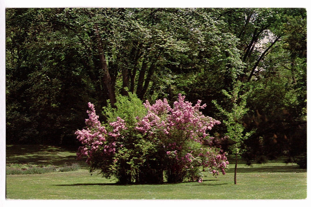 1970s Dow Gardens Lilac in Bloom, Midland, Michigan Vintage Postcard.