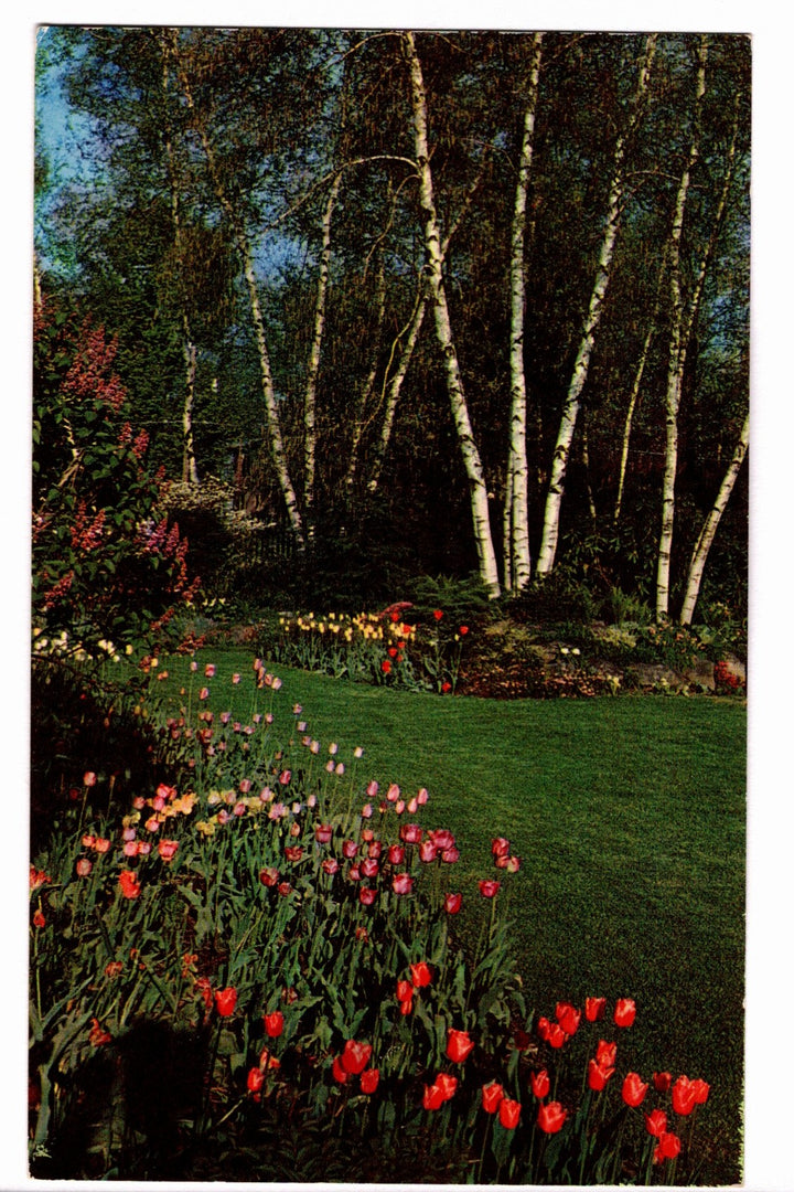 1950s Springtime Tulip Grove Vintage Postcard.