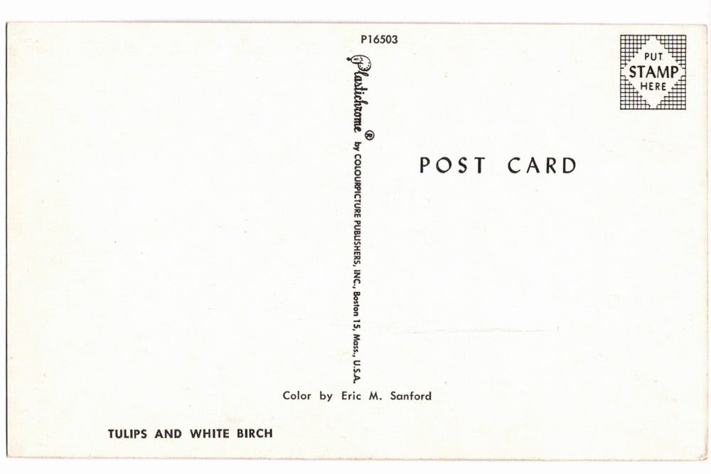 1950s Springtime Tulip Grove Vintage Postcard.