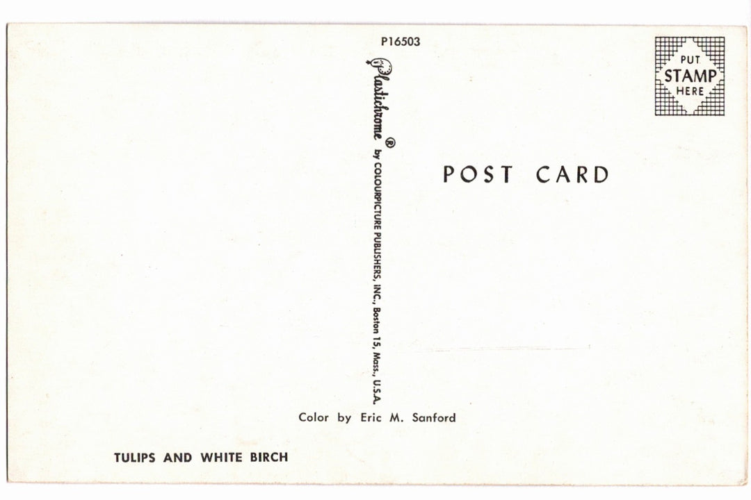 1950s Springtime Tulip Grove Vintage Postcard.