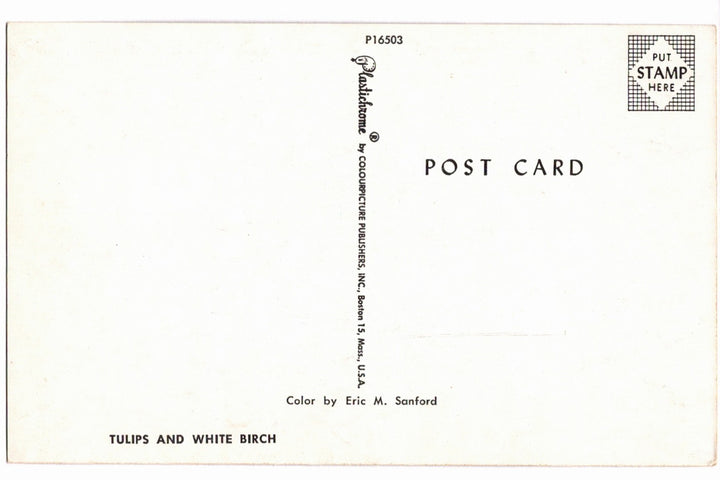 1950s Springtime Tulip Grove Vintage Postcard.