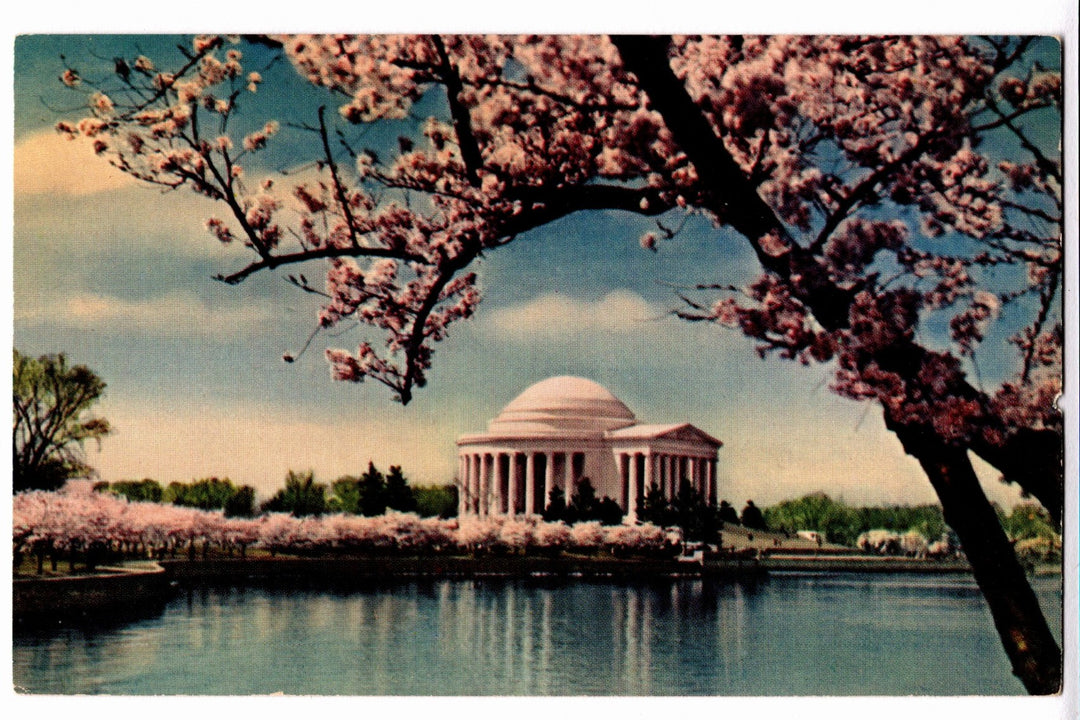 Jefferson Memorial with cherry blossom trees in bloom.