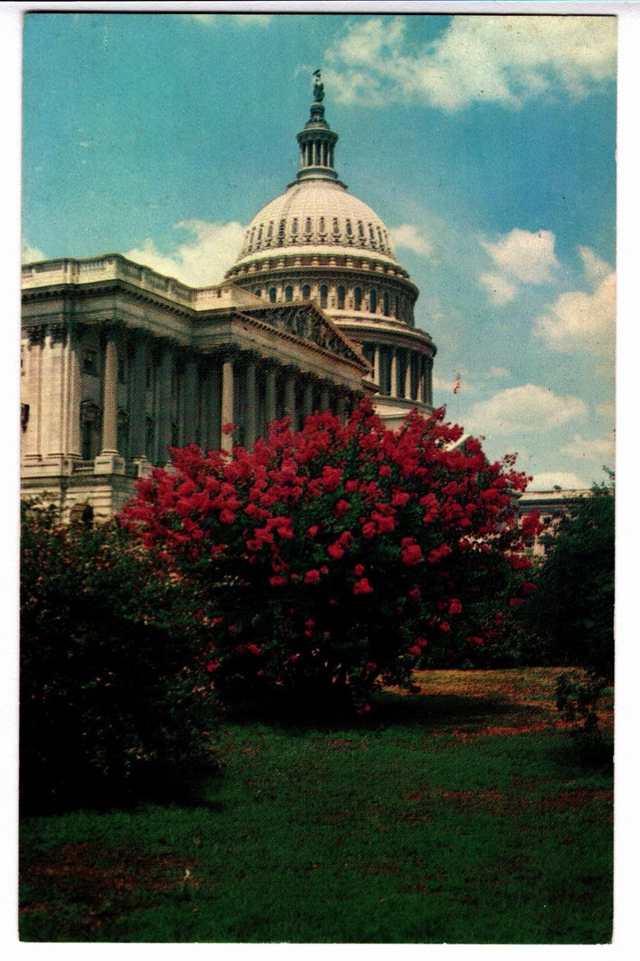1950s US Capitol Framed by Blooming Crape Myrtle, DC Vintage Postcard.