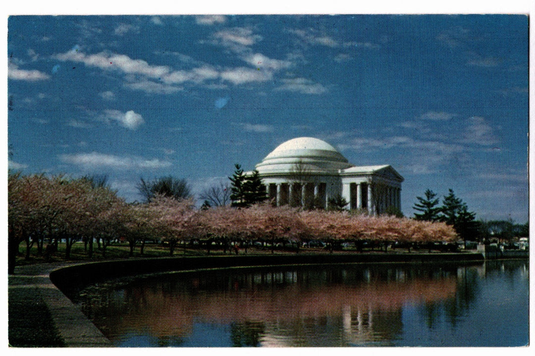 1950 Thomas Jefferson Memorial Amid Cherry Blossoms DC Vintage Postcard.