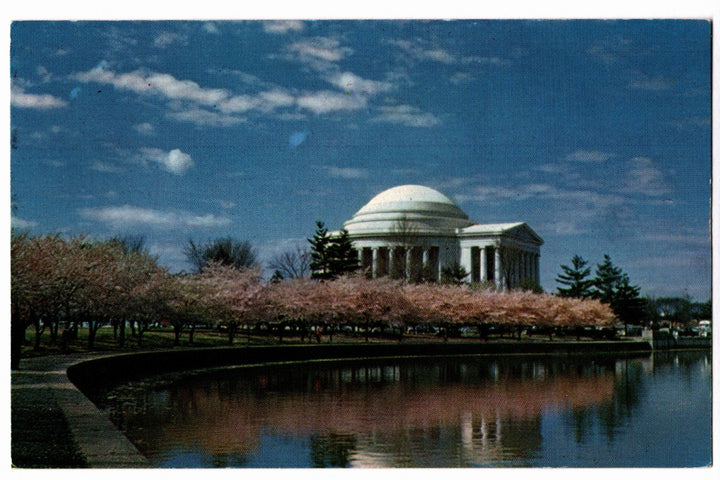 1950 Thomas Jefferson Memorial Amid Cherry Blossoms DC Vintage Postcard.