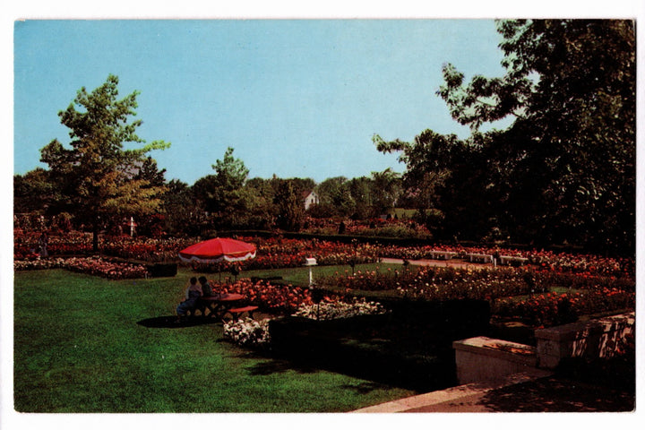 1964 Jackson & Perkins Rose Gardens, Newark New York Vintage Postcard.