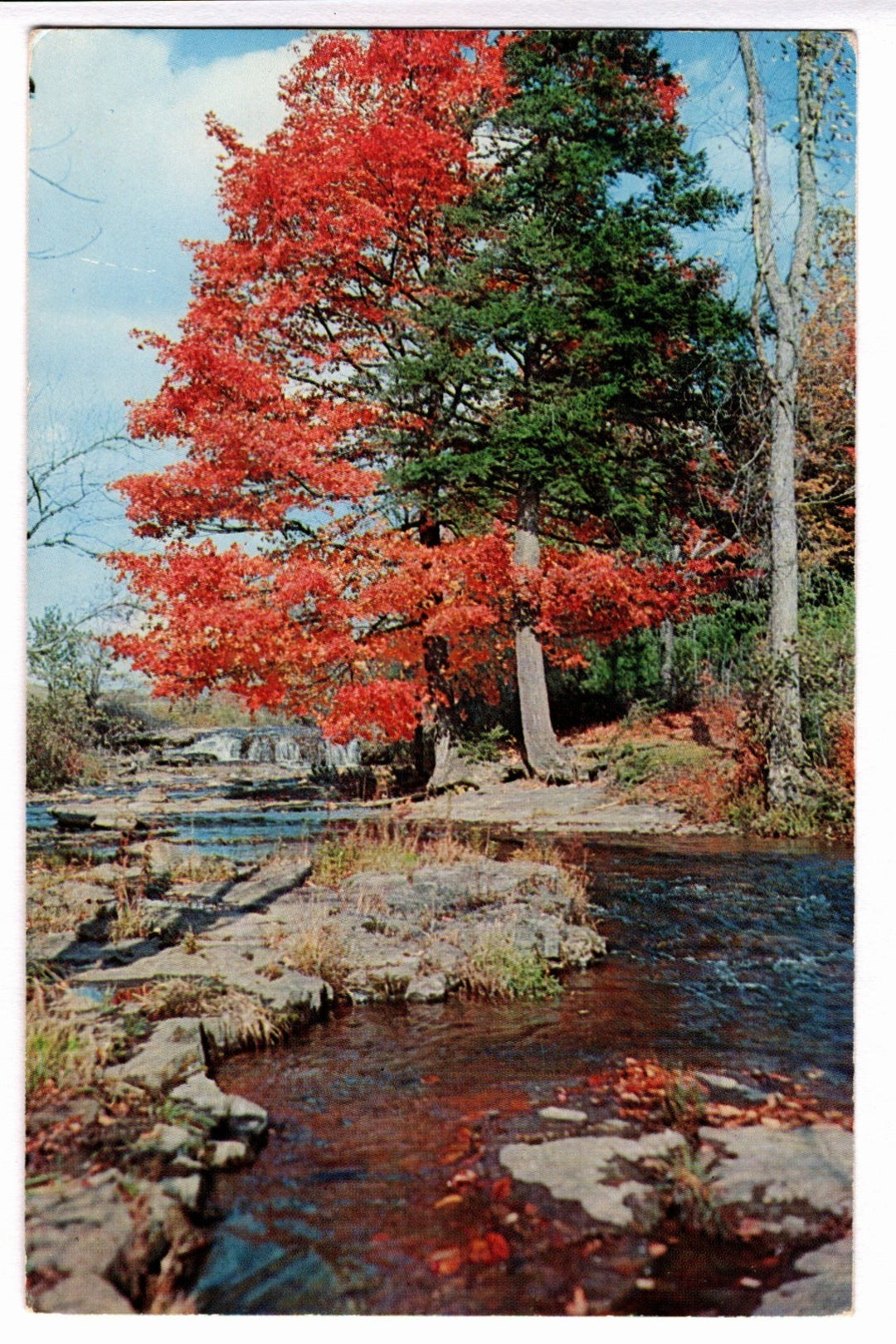 1962 Flaming Red Maple in the Adirondacks, New York Vintage Postcard.