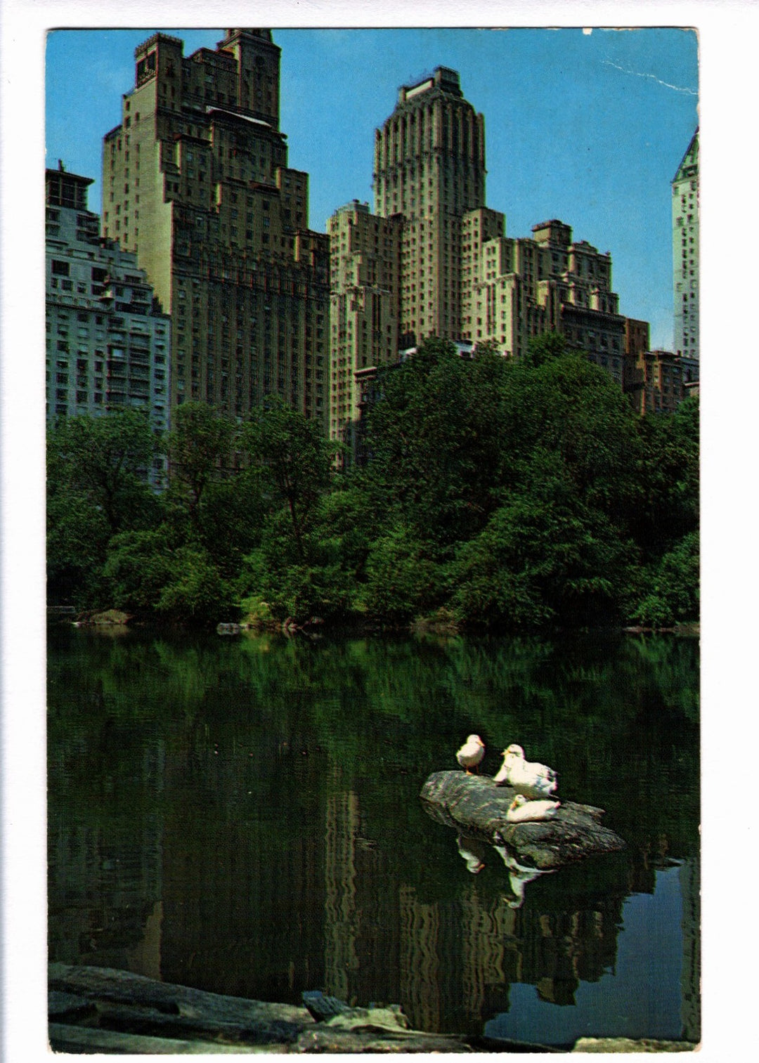City skyline with tall buildings and a lake with a log and birds in Central Park, New York.