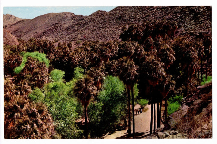 1956 Palm Canyon Oasis Near Palm Springs California Vintage Postcard.