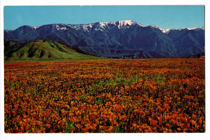 1956 California Poppies and Mt. San Gorgonio Vintage Postcard.