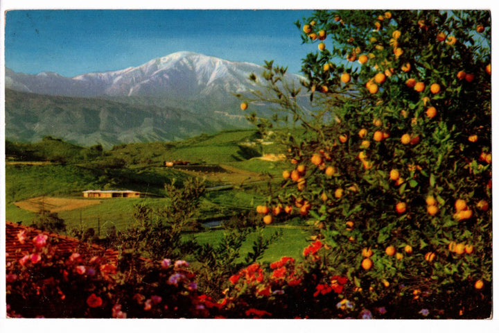 1950s Citrus Grove in Winter, Southern California Vintage Postcard.