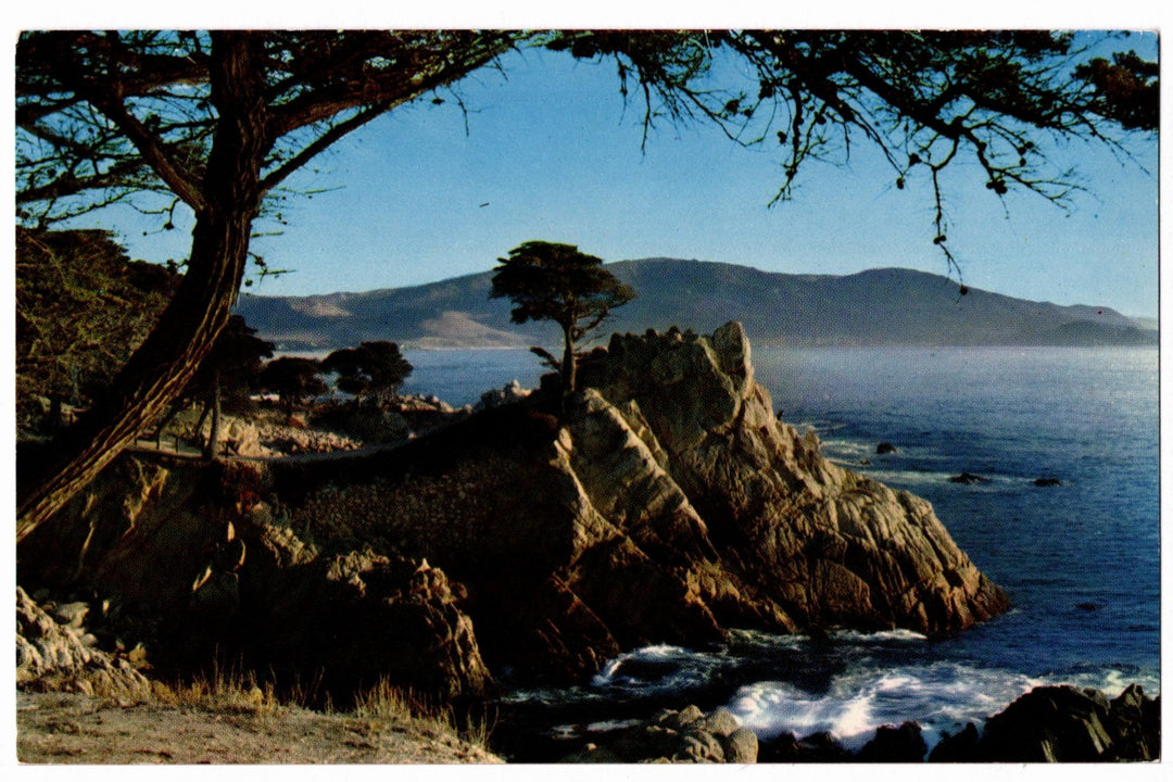 1950s Midway Point Lone Cypress Monterey Peninsula CA Vintage Postcard.
