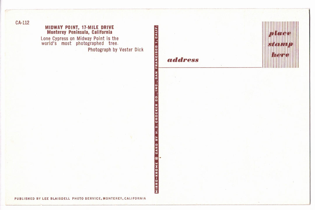 1950s Midway Point Lone Cypress Monterey Peninsula CA Vintage Postcard.