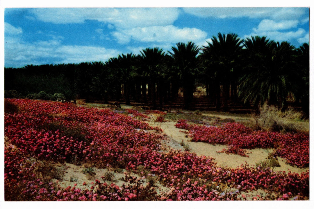 1954 Date Palms Desert Wildflowers Palm Springs CA Vintage Postcard.