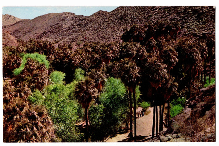 1956 Palm Canyon Sanctuary California Vintage Postcard.