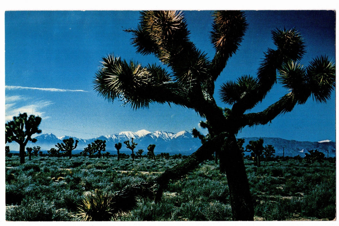 1961 Joshua Trees in the Mojave Desert, California Vintage Postcard.