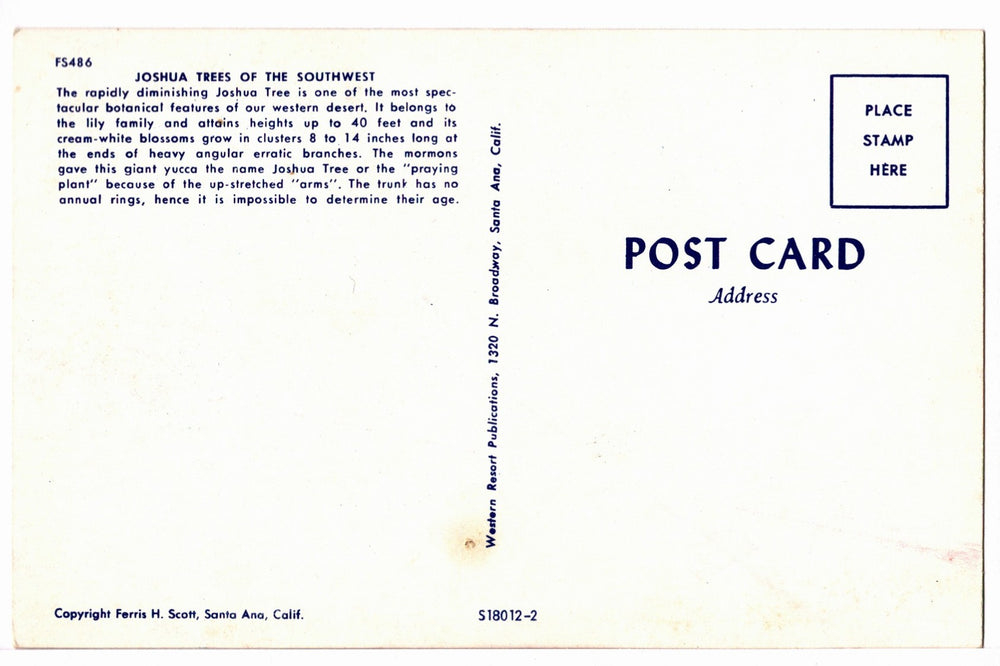 1961 Joshua Trees in the Mojave Desert, California Vintage Postcard.