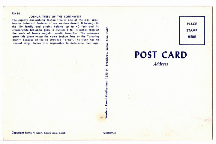 1961 Joshua Trees in the Mojave Desert, California Vintage Postcard.